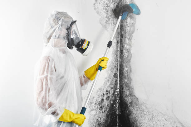 Best Biohazard Mold Removal  in Egon City, OR