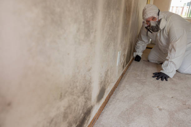 Mold Removal for HVAC Installations in Oregon City, OR